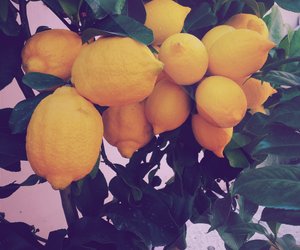 Wie gesund sind Zitronen? Diese Nährstoffe enthält die Zitrusfrucht