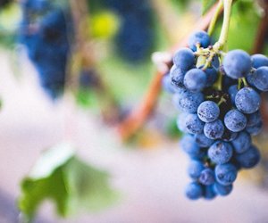 Weintrauben waschen: Warum es sinnvoll ist und wie es am einfachsten geht