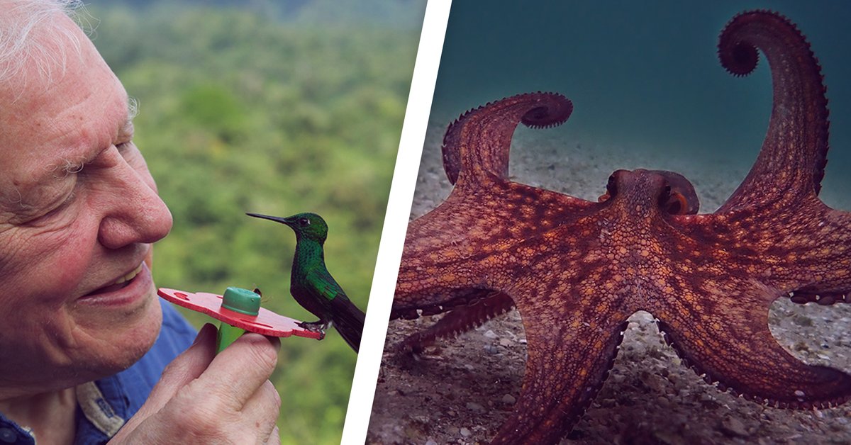 Tierdokus auf Netflix Die 12 schönsten & lehrreichsten Tierfilme