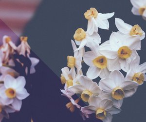 Narzisse: Die Bedeutung des weitbekannten Frühlingsblühers