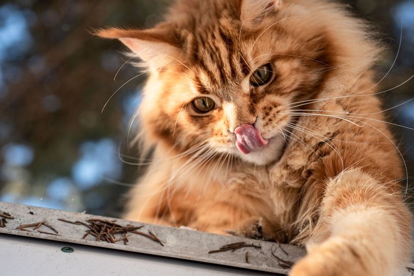 Die Main Coon Katze ist zwar ausgesprochen groß, aber sehr sanft, verspielt und sogar freundlich gegenüber Hunden und anderen Haustieren.