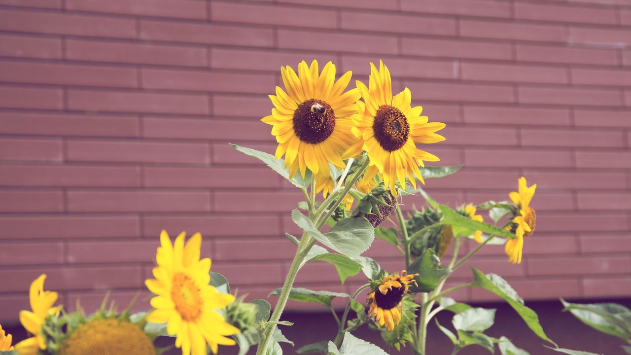 Sonnenblumen im Garten