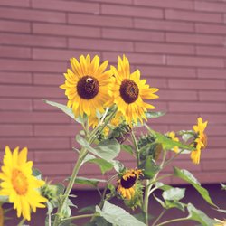 Boost für Sonnenblumen: Mit diesem Hausmittel blühen sie noch schöner