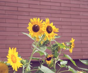 Boost für Sonnenblumen: Mit diesem Hausmittel blühen sie noch schöner