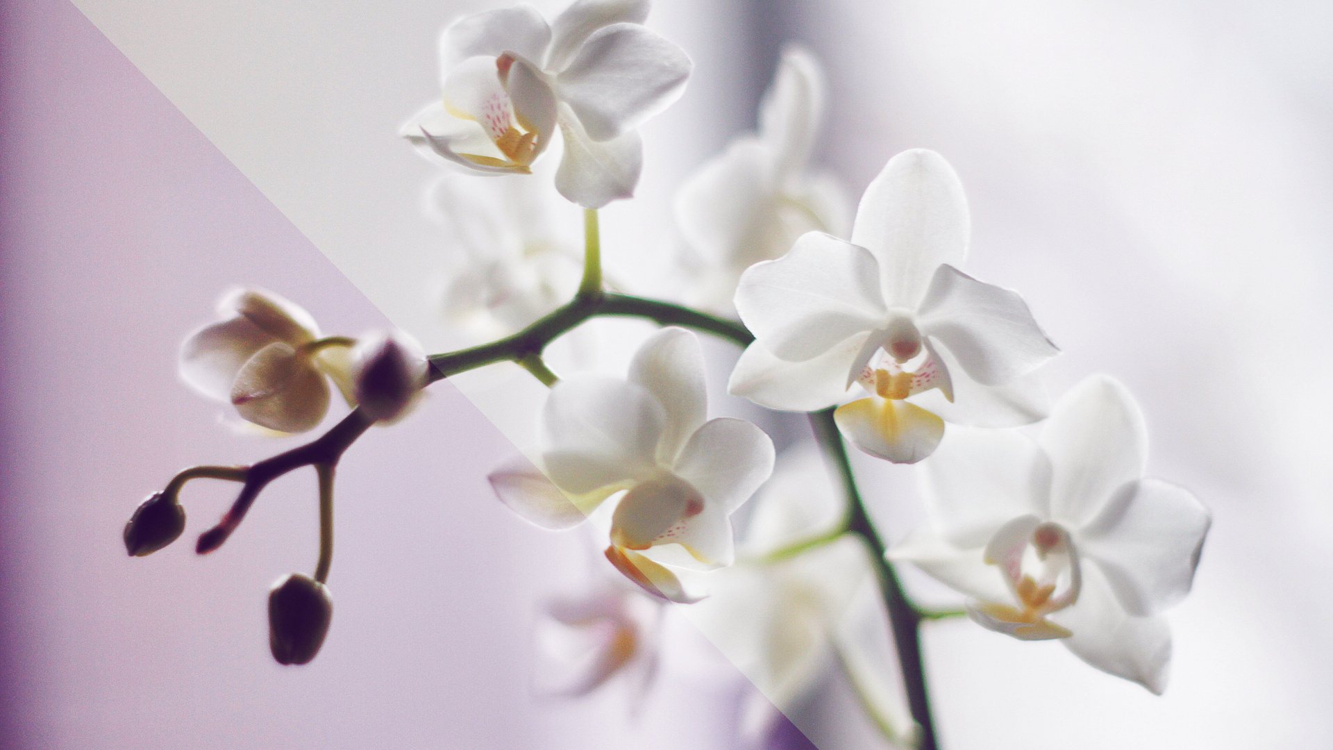 Orchidee Bedeutung: Das steckt hinter der Schnheit!