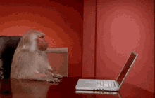 Affe sauer Laptop Affe sauer Laptop