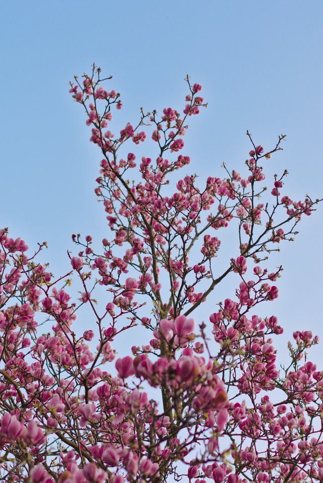Magnolien Baum pink