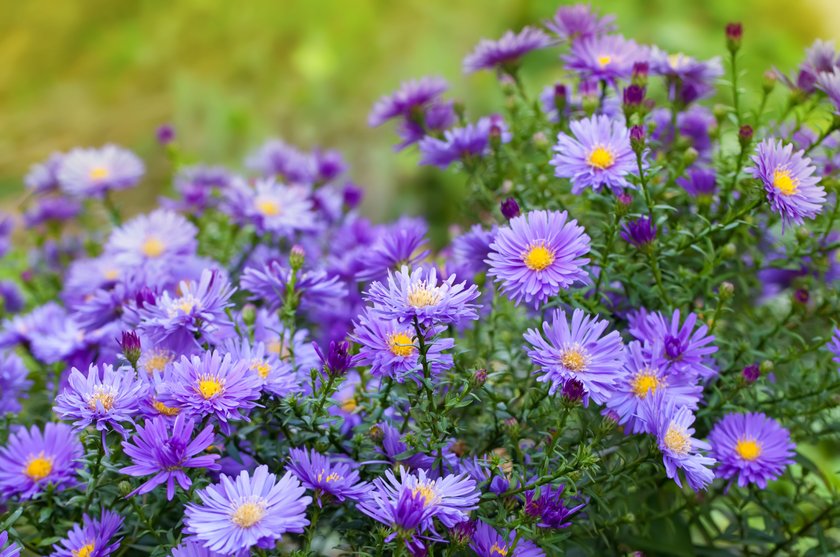 Diese Stauden Zaubern Dir Auch Noch Im Herbst Den Sch nsten Garten Diese Stauden Zaubern Dir Auch Noch Im Herbst Den Sch nsten Garten