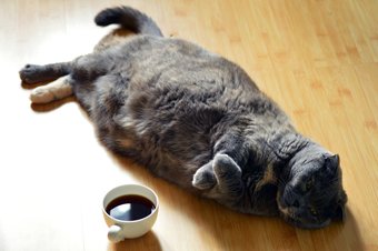 Katze mit Kaffee gegen Kater Katze mit Kaffee gegen Kater