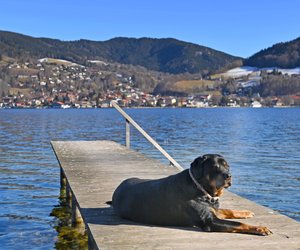 Die schönsten Wanderrouten mit Hund in Bayern