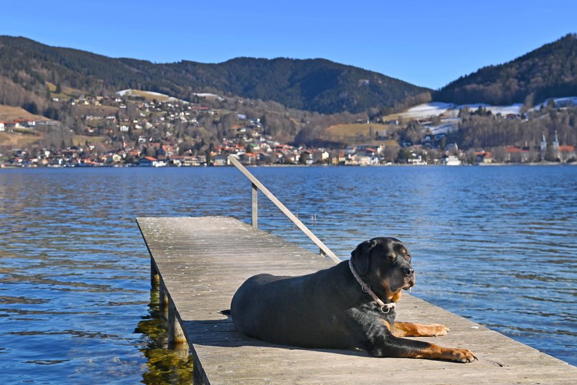 HUnd am Tegernsee