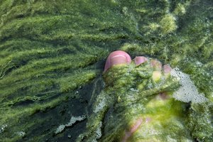 Grüne Mode: Im Normalfall eher ungewollt an Haut und Haar, werden Algern in der Modewelt zur gefragten Faser. Grüne Mode: Im Normalfall eher ungewollt an Haut und Haar, werden Algern in der Modewelt zur gefragten Faser.
