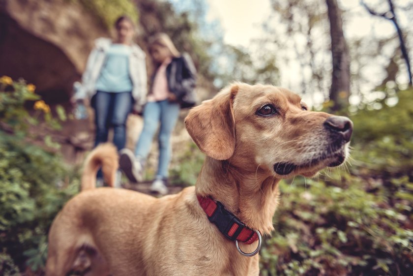 Small yellow Dog on a forest trail with a people walking in the background