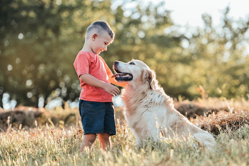 Golden Retriever