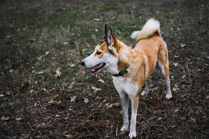 Ein Norwegischer Lundehund steht vor einem Wald.