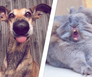 Comedy Pet Photography Awards: Diese süßen Tierfotos bringen dich garantiert zum Lachen