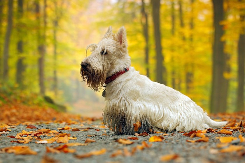 Scottish Terrier im Wald