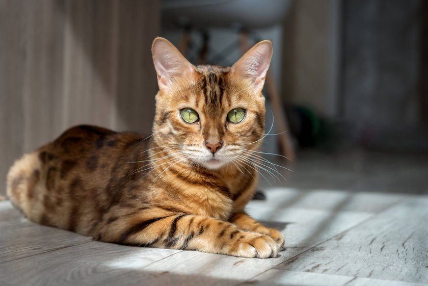 Bengal cat resting on the floor in the living room. Bengal cat resting on the floor in the living room. Pedigree cat in a home interior. Copyright: xZoonar.com/SvetlanaxSultanaevax 21561676