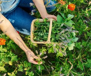 Erntezeit: Mit diesen Methoden kannst du deine Gartenkräuter das ganze Jahr verwerten