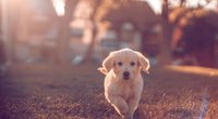 Neues Hundegesetz: Freiheitsstrafe bis zu 3 Jahre möglich!