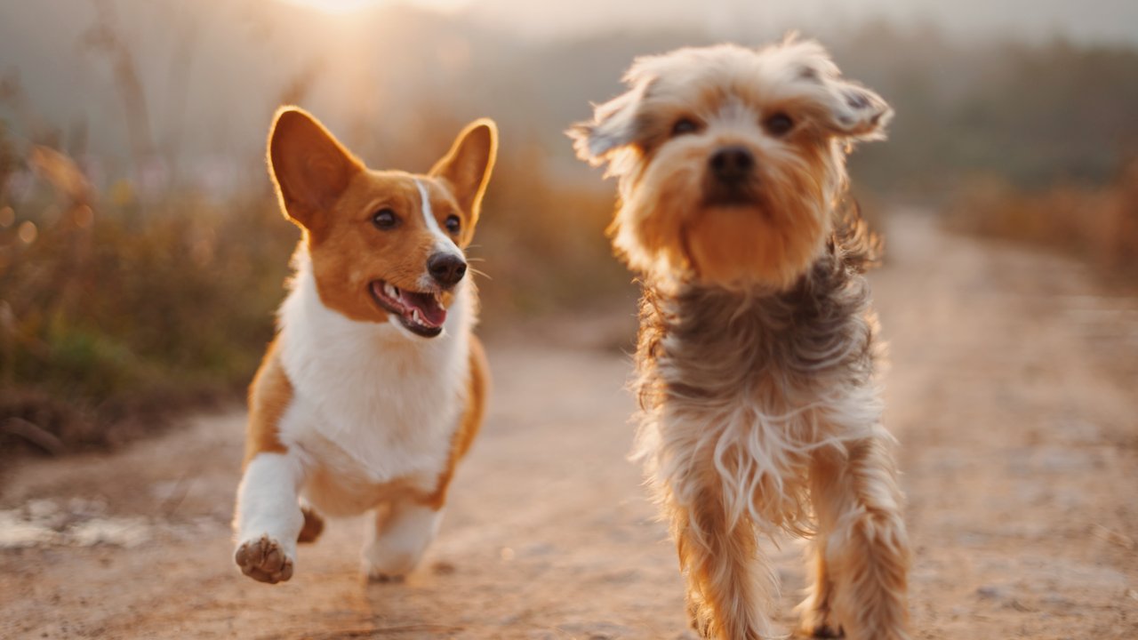 welcher hund passt zu mir quiz