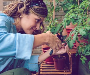 Welche Gartenschere ist die beste? Diese 10-Euro-Schere schlägt teure Markenprodukte