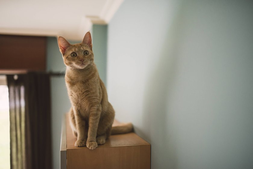 Starrende Katze auf einem Schrank