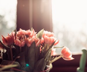 Tulpen-Deko: Lass dich von diesem Ikea-DIY in Frühlingslaune bringen