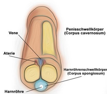 Erektion penis Erection