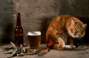 Konterbier Katze Konterbier Katze