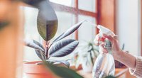 Wohnung abkühlen: 7 Pflanzen, mit denen du die Temperatur senkst