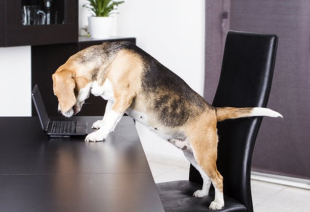 Hund im Büro Hund im Büro