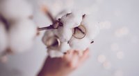 Baumwollhochzeit: Bedeutung, Geschenke und Sprüche zum 2. Hochzeitstag