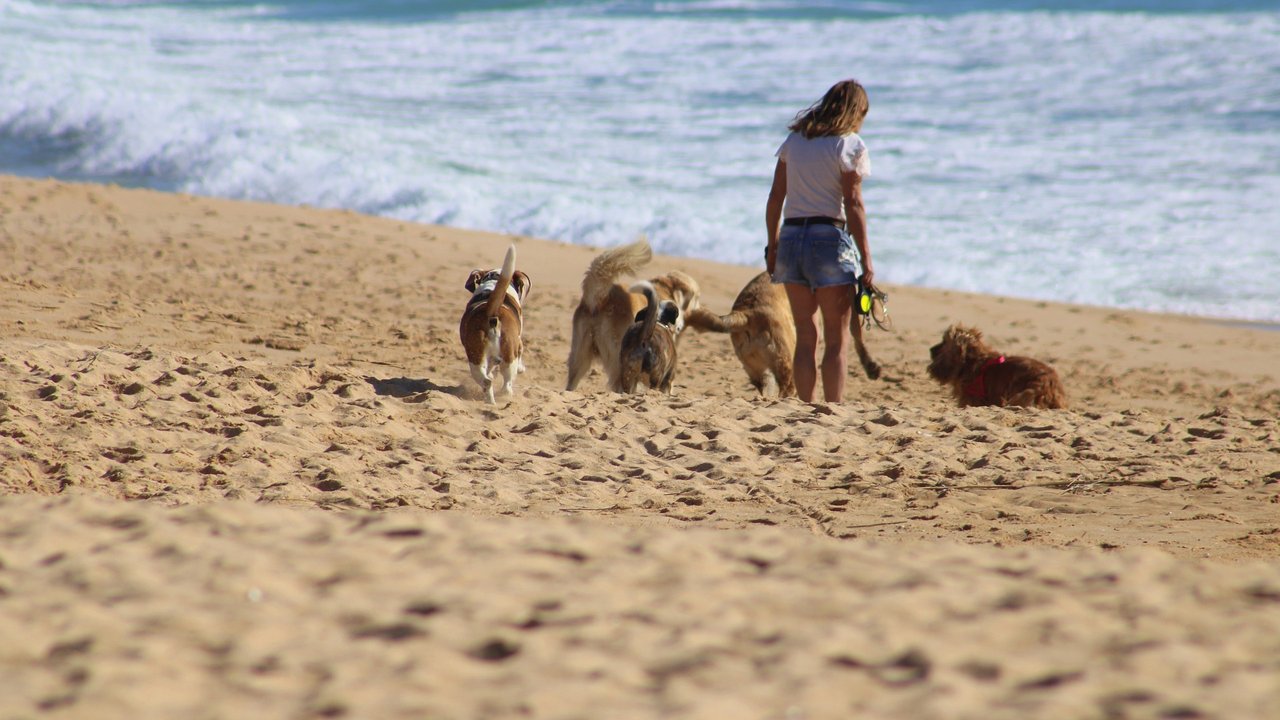 Spaziergang am Meer mit Hunden verschiedener Rassen