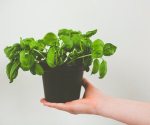 Basilikum richtig pflegen: So verlängerst du die Lebensdauer der Pflanze