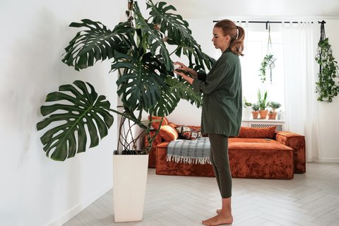Dschungel-Vibes fr deine Wohnung: Diese 7 Zimmerpflanzen wachsen super  schnell