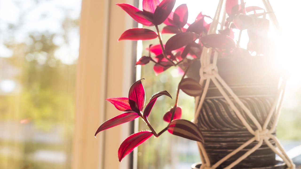 A black ceramic pot with a house plant inside a woven cotton pots against a bright window