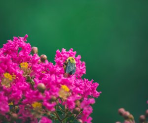 Die Bedeutung der Myrte: Kleine Pflanze, große Symbolik