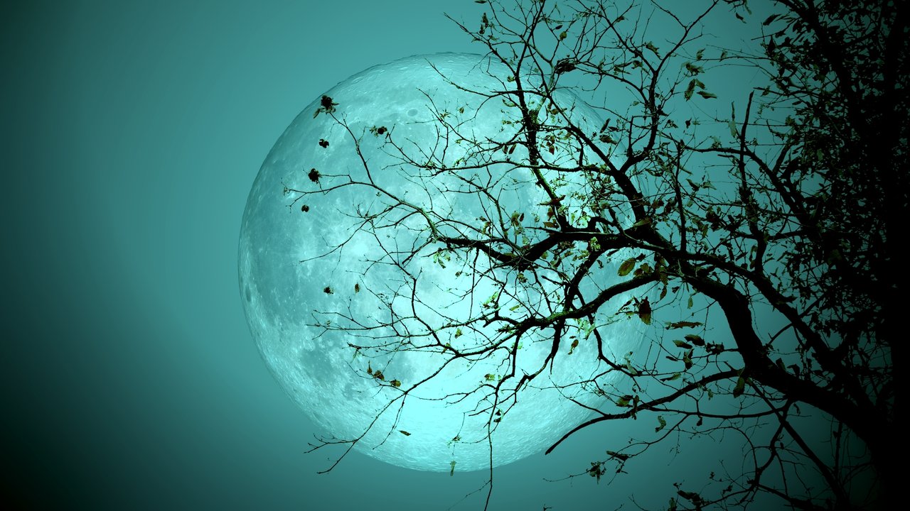 Bare tree on full moon at night. Elements of this image furnished by NASA: