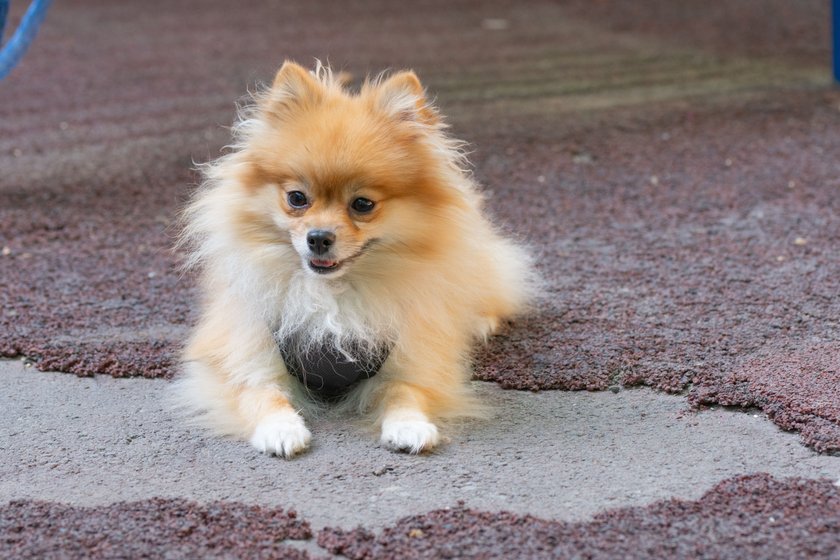 Ein Deutscher Spitz liegt auf einem Steinboden.