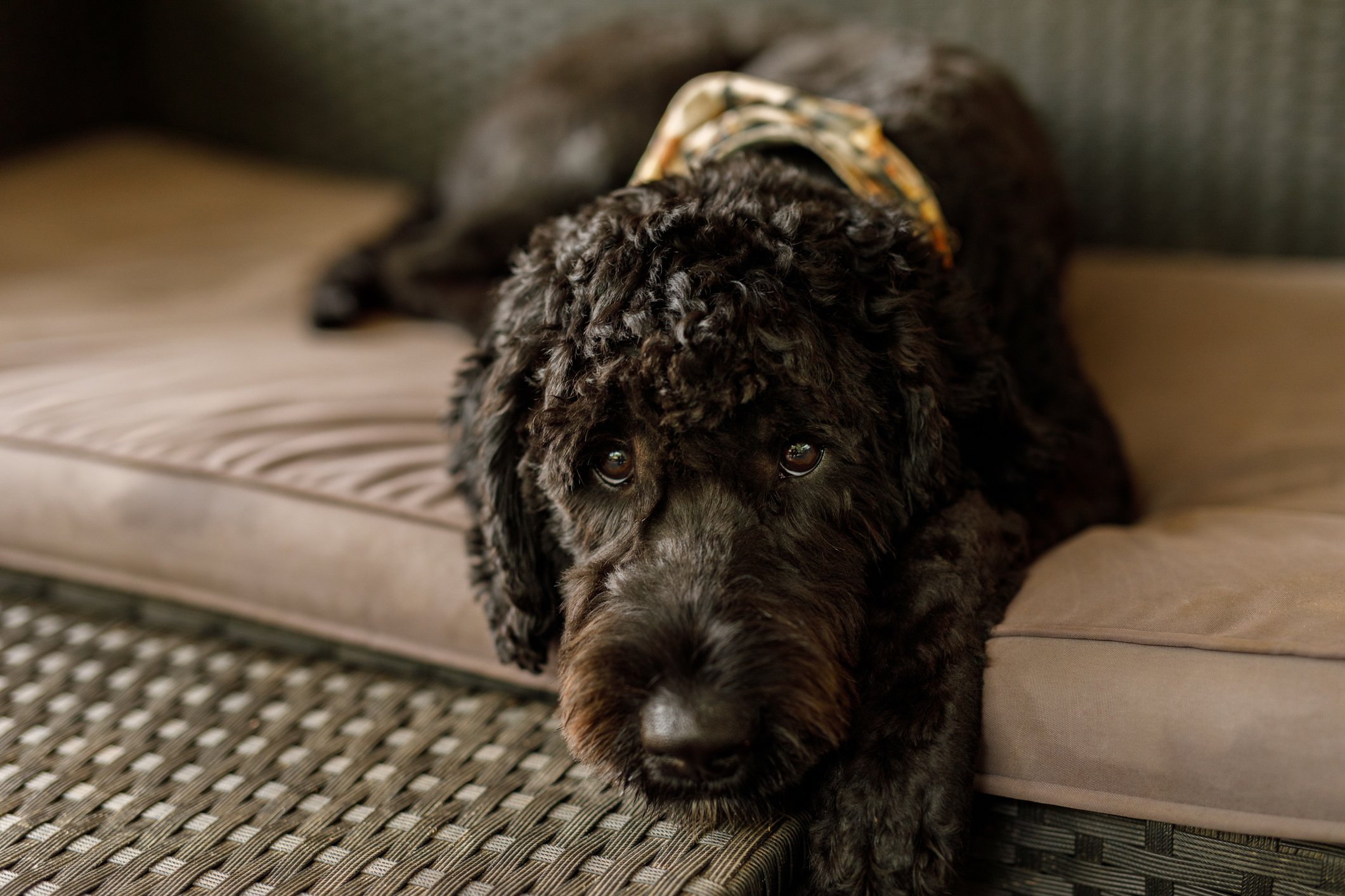 Labradoodle Labradoodle