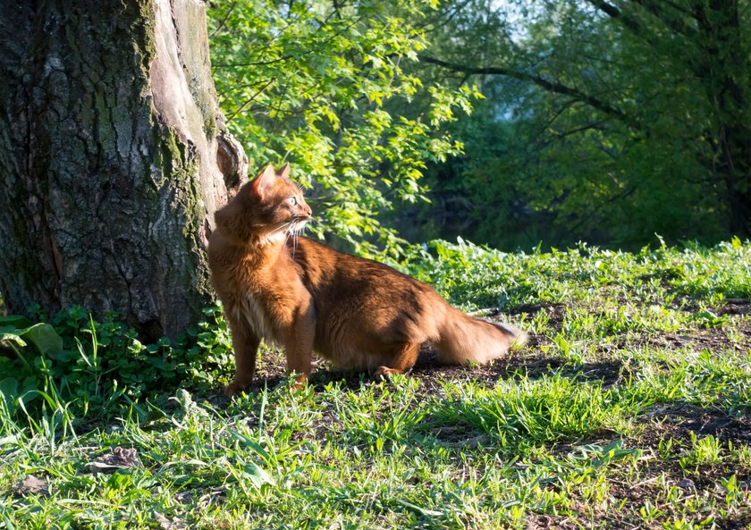 Eine rote Somali Katze läuft durchs Gras und schaut nach rechts.