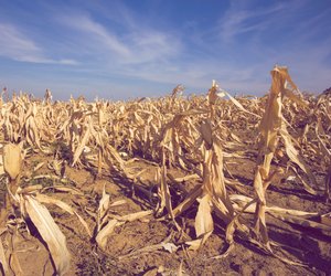 Starke Ernteverluste möglich: Bauernverband warnt vor Folgen der Dürre