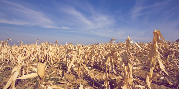 Bis zu 40 Prozent Ernteverlust: Bauernverband warnt vor weiteren Preissteigerungen