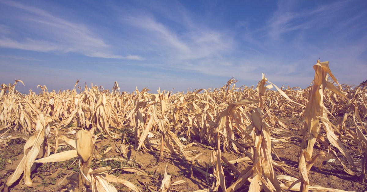 Bauernverband-warnt-vor-40-Prozent-Ernteverlust-Preissteigerungen