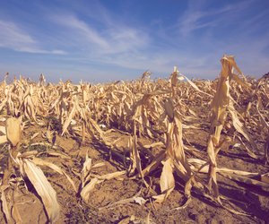 Starke Ernteverluste möglich: Bauernverband warnt vor Folgen der Dürre