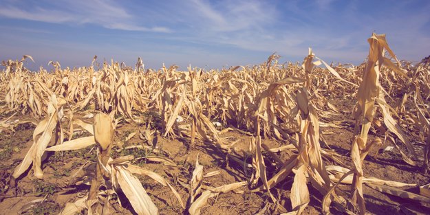 Starke Ernteverluste möglich: Bauernverband warnt vor Folgen der Dürre