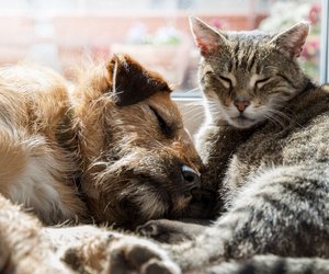 Diese Hunde haben Katzen richtig gern