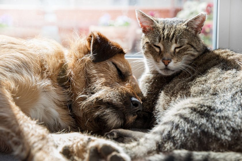 cat with dog animal friends