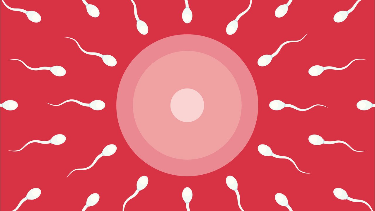 Eizellen und Spermien altern beide
